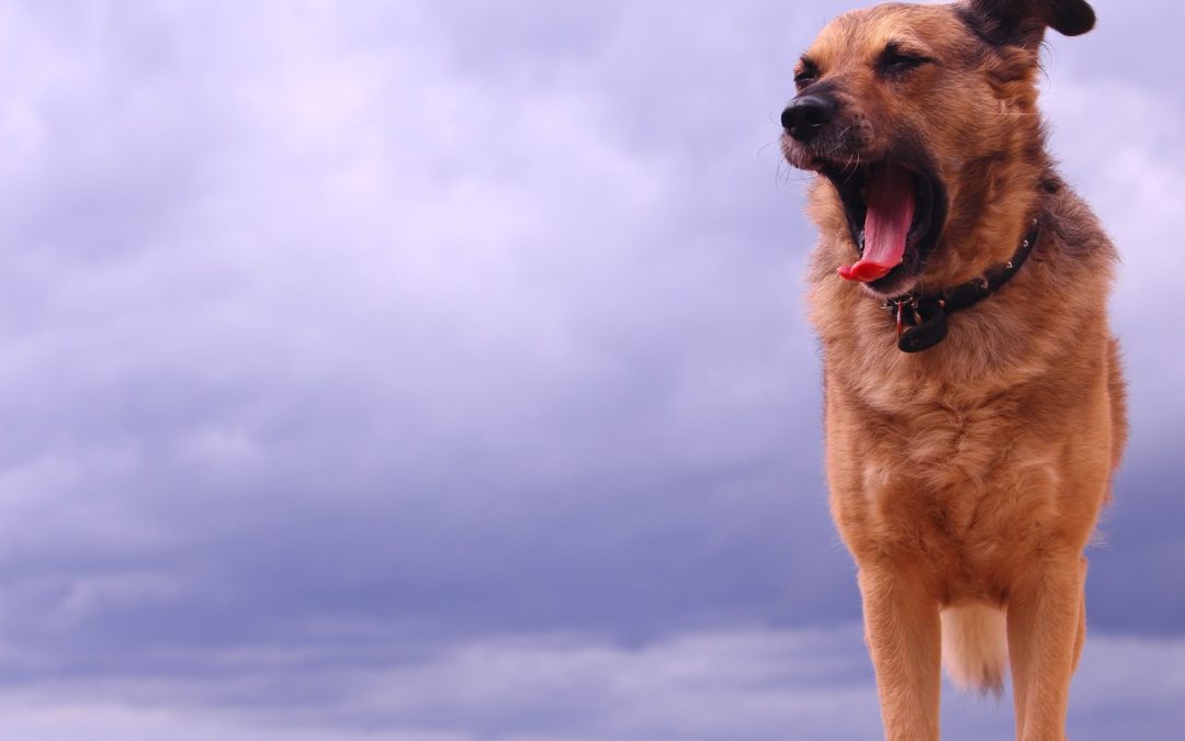 The Perfect Storm & Fireworks Remedies for your nervous dog.