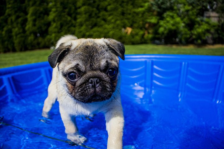 Hot Diggity Dog: Summer Safety Tips