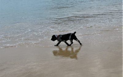 Salt Poisoning in Dogs:  The unseen danger of beach fun